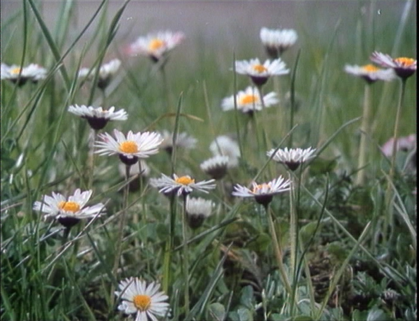 Les Films du Paradoxe (frame 49128)